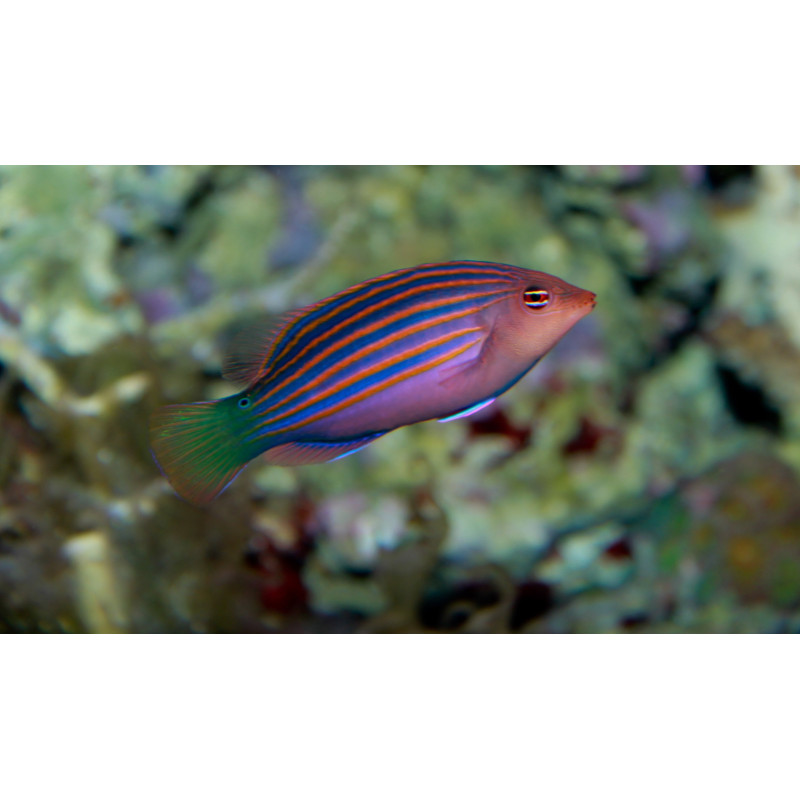 PSEUDOCHEILINUS HEXATAENIA talla M