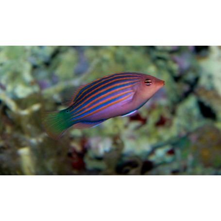 PSEUDOCHEILINUS HEXATAENIA