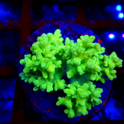 Sinularia fluor