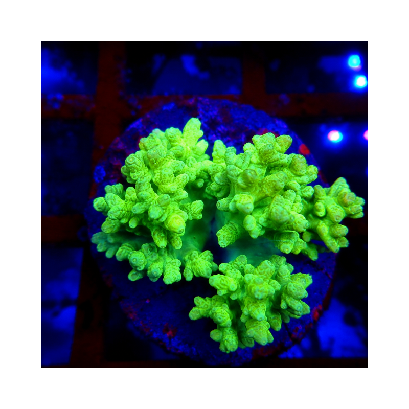 Sinularia fluor