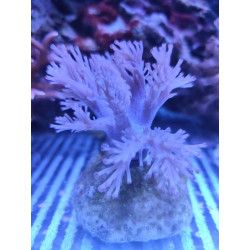Cespitularia BLUE NEON