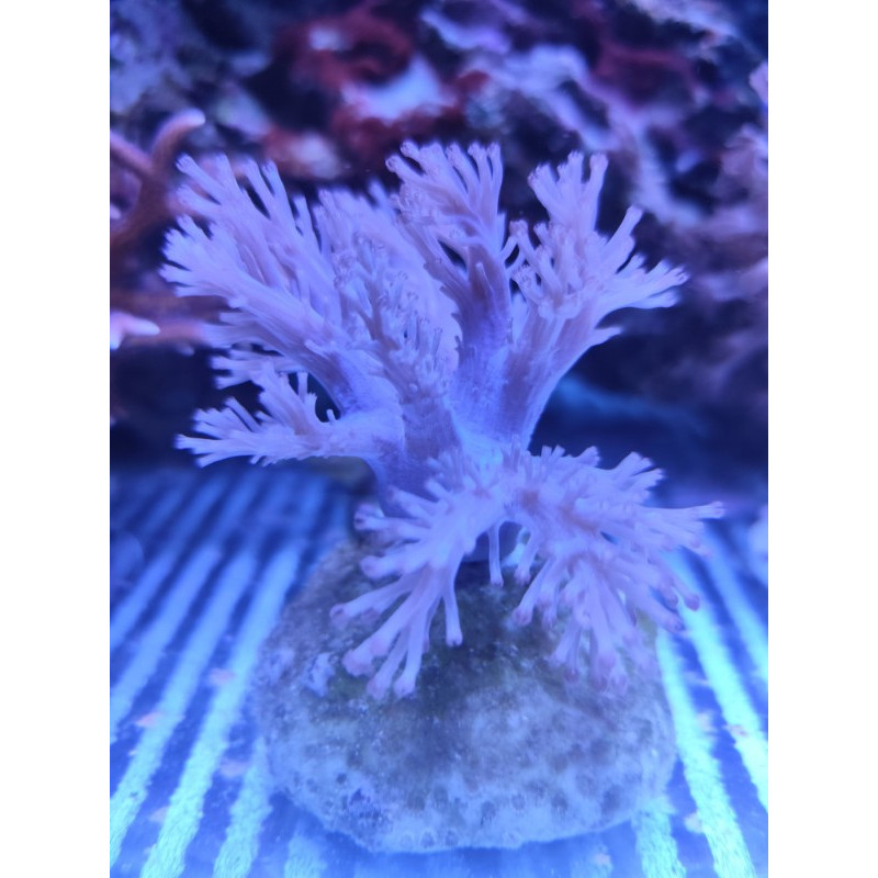Cespitularia BLUE NEON