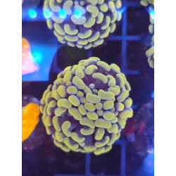 EUPHILIAS PARANCORA ORANGE