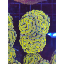 EUPHILIAS PARANCORA GOLD