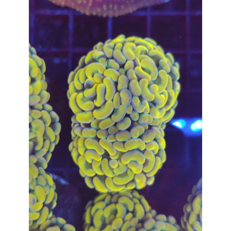 EUPHILIAS PARANCORA GOLD
