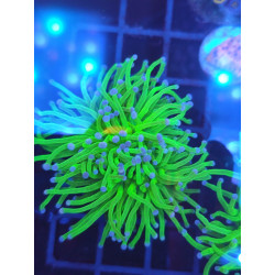 EUPHILIAS GRABESCENS GREEN  BLUE TIPS