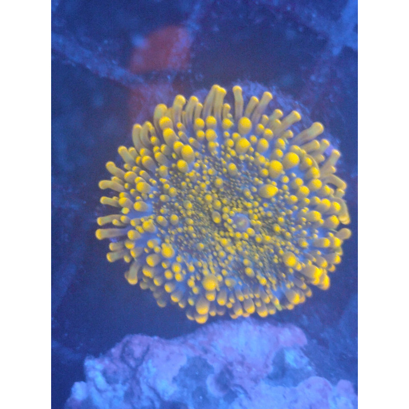 RICORDEA ORANGE