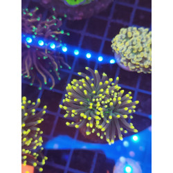 EUPHYLLIA GRABBECENS YELLOW TIP cabeza doble