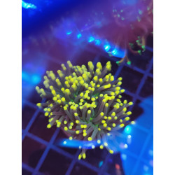 EUPHYLLIA GRABBECENS YELLOW TIP 2 cabezas