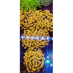 EUPHYLLIA PARANCORA ORANGE