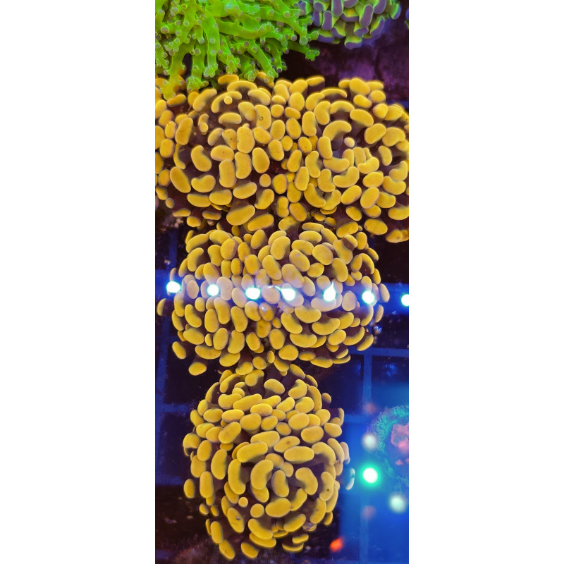 EUPHYLLIA PARANCORA ORANGE