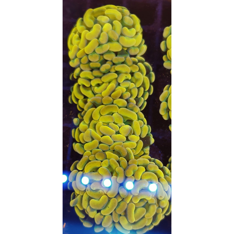 EUPHILIAS PARANCORA GOLD (Doble cabeza)