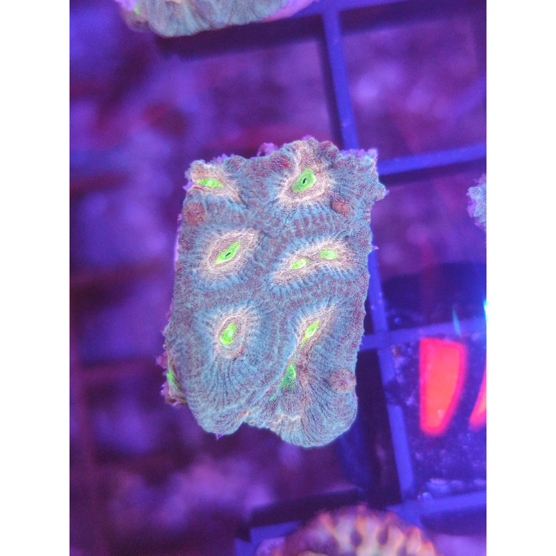 PLATYGYRA ULTRA FRAG