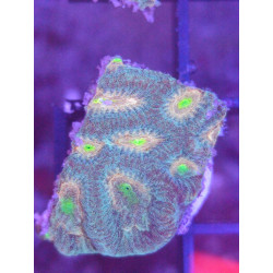 PLATYGYRA ULTRA FRAG