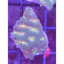 PLATYGYRA ULTRA FRAG