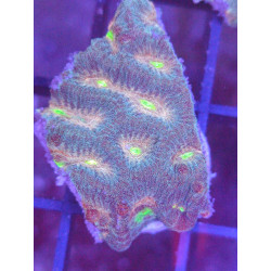 PLATYGYRA ULTRA FRAG