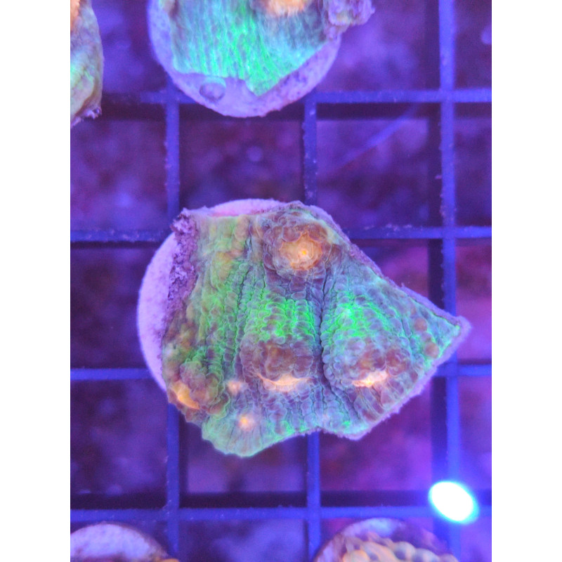 MYCEDIUM ULTRA