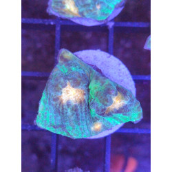 MYCEDIUM ULTRA