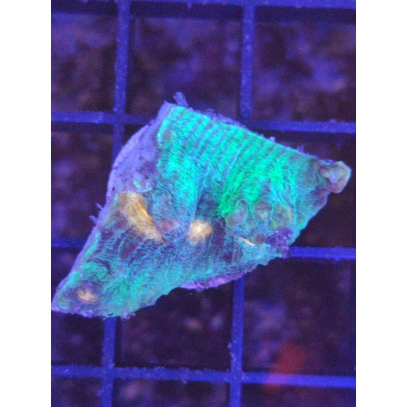 MYCEDIUM ULTRA