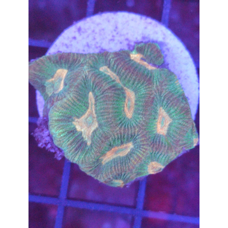 PLATYGYRA ULTRA FRAG