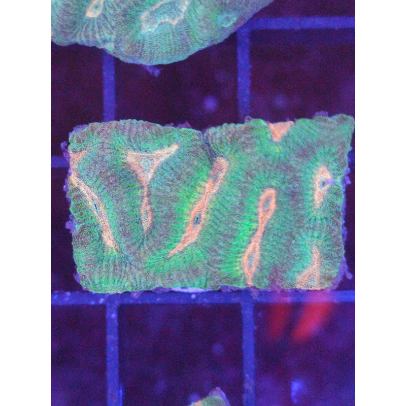 PLATYGYRA ULTRA FRAG