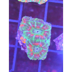 ACANTHASTREA