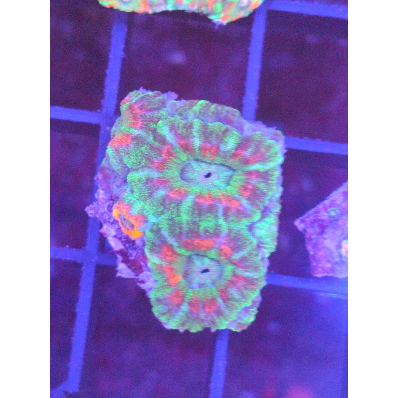 ACANTHASTREA