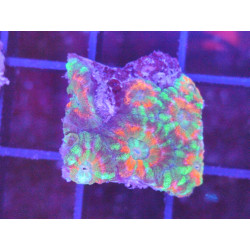 ACANTHASTREA