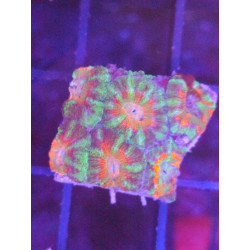 ACANTHASTREA