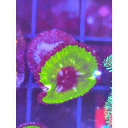 PALYTHOA GRANDYS