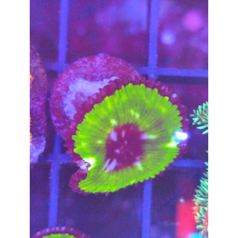 PALYTHOA GRANDYS