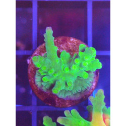 ACROPORA FROG SKIN