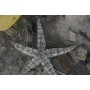 ARCHASTER TYPICUS