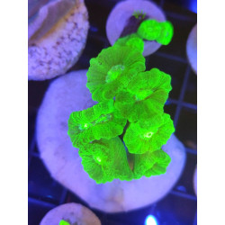 CAULASTREA HULK