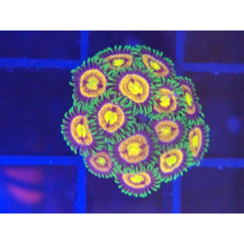 ZOANTHUS LASER LEMON