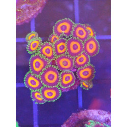 ZOANTHUS RED RING