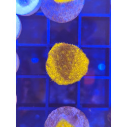 PSAANMACORA ORANGE