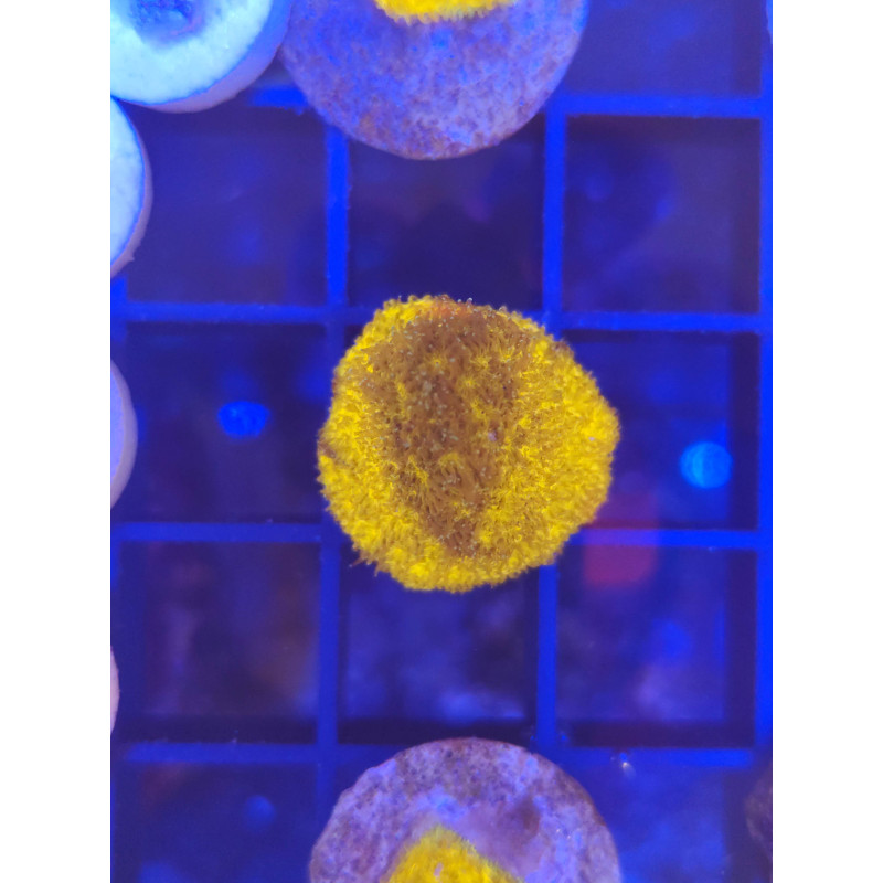 PSAANMACORA ORANGE