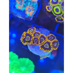 ZOANTHUS RAINBOW HORNET