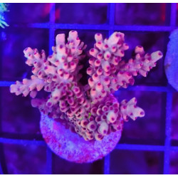 ACROPORA INDONESIA FRAG