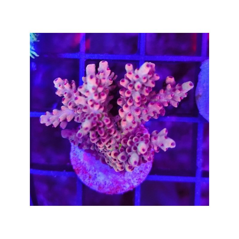 ACROPORA INDONESIA FRAG