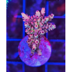 ACROPORA INDONESIA FRAG