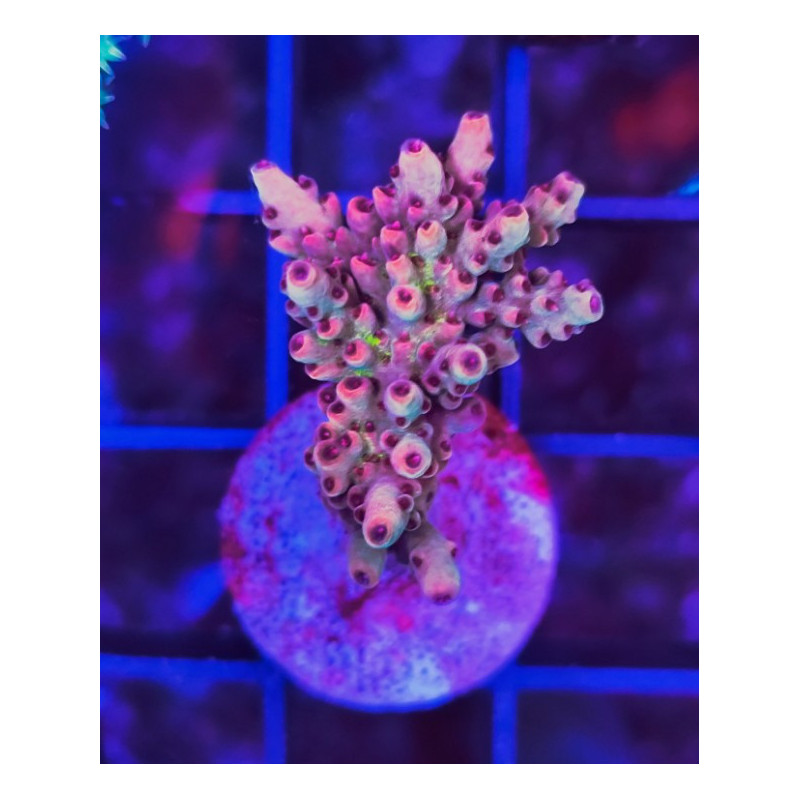 ACROPORA INDONESIA FRAG