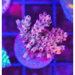 ACROPORA INDONESIA FRAG