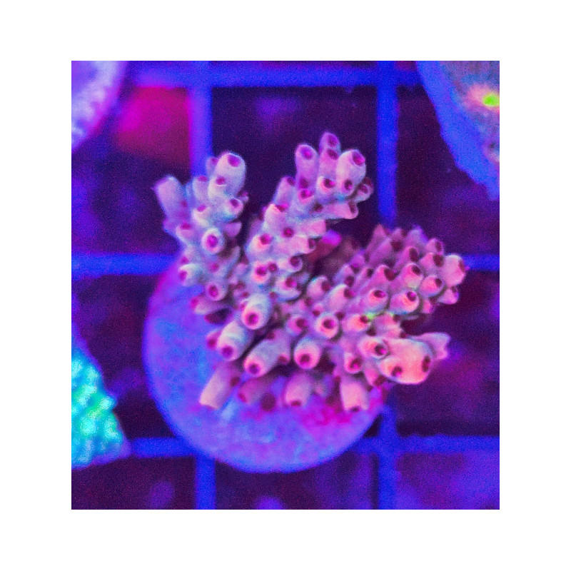 ACROPORA INDONESIA FRAG