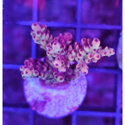 ACROPORA INDONESIA FRAG