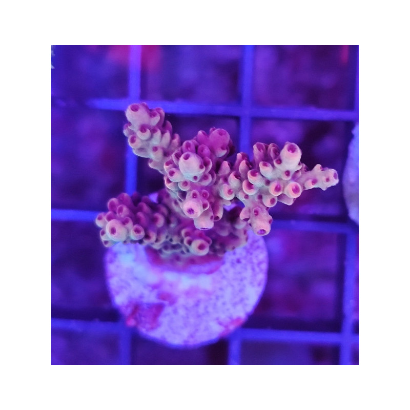 ACROPORA INDONESIA FRAG