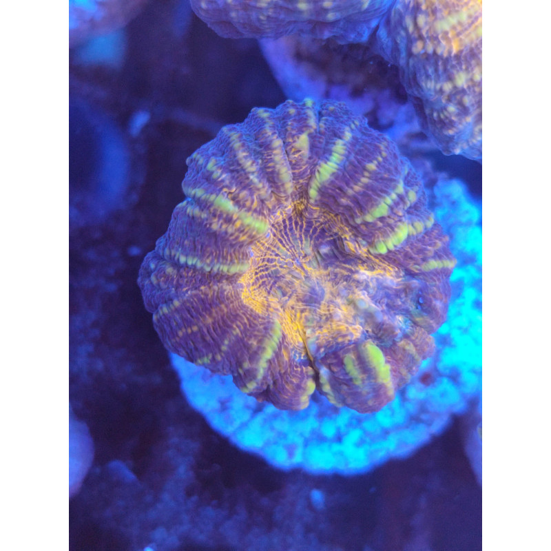 LOPBOPHILLYA ORANGE