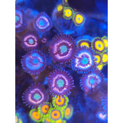 ZOANTHUS ICE PHANTOM 4 PÓLIPOS