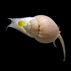 NASSARIUS GREPHITERUS